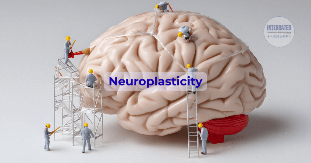 Illustration of the human brain with neural connections highlighting the concept of neuroplasticity in stroke recovery.